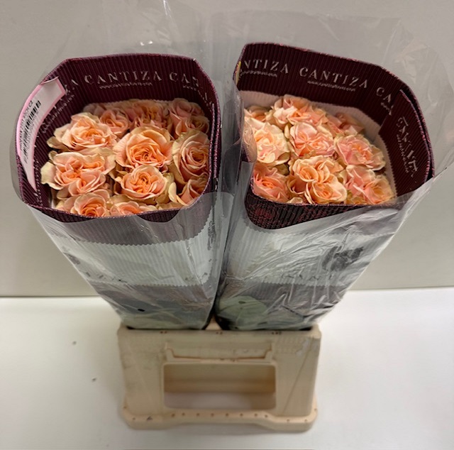 Rosa ec phoenix CT.jpg